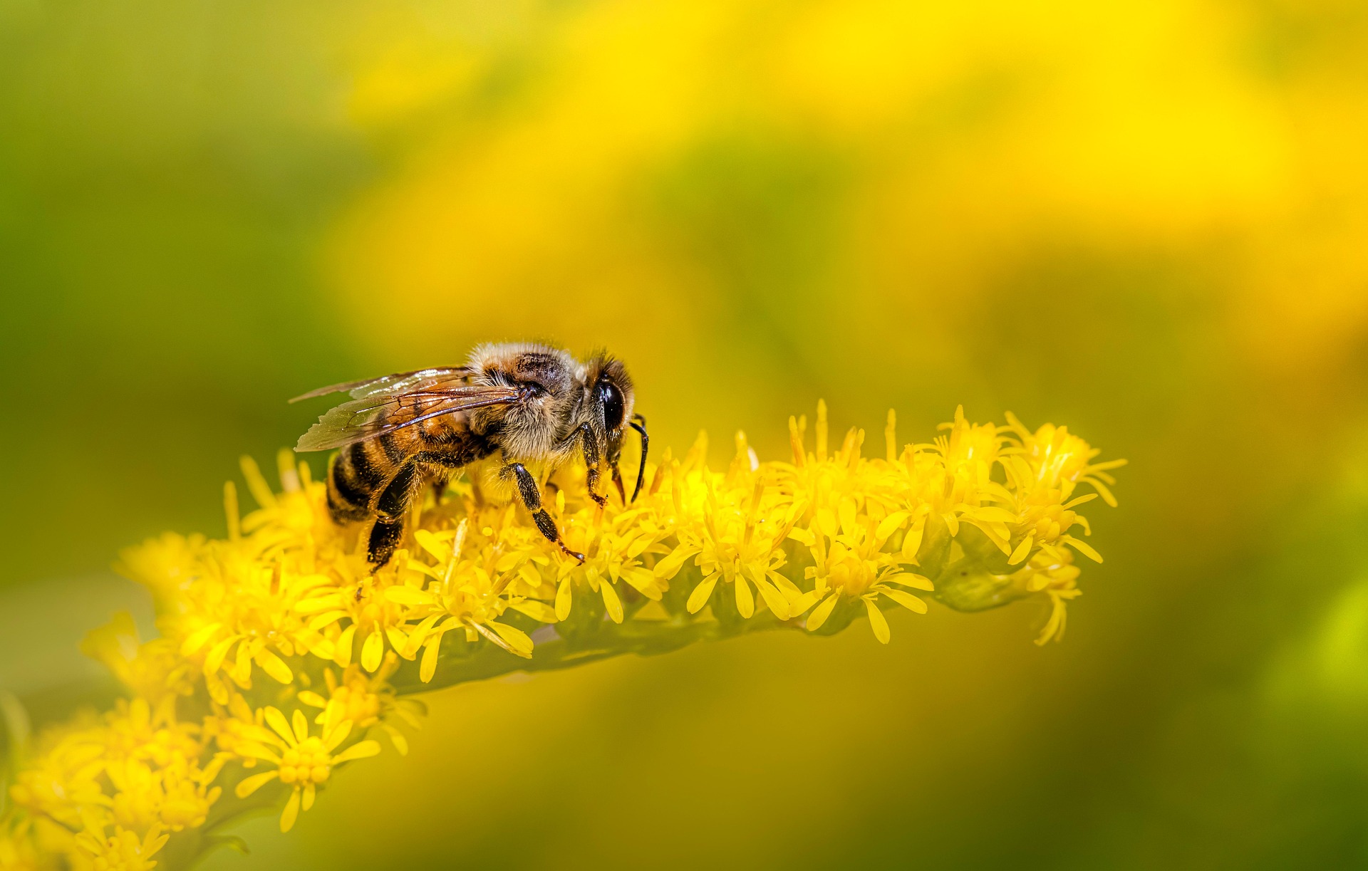 Beekeeper at the apiary